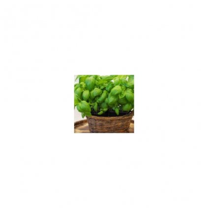 BAZALKA PRAVÁ ZELENÁ (Ocimum basilicum L.) - SEMENA BAZALKY - 0,5 G (CCA 300 KS)