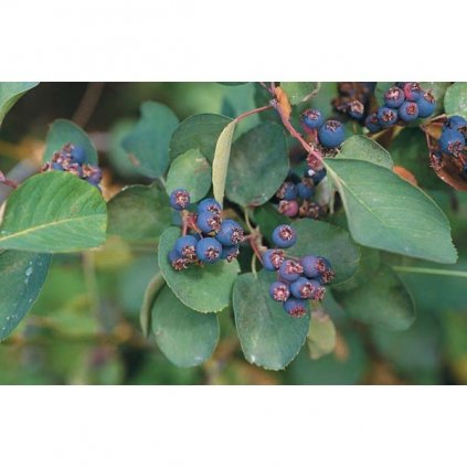 MUCHOVNÍK OLŠOLISTÝ (AMELANCHIER ALNIFOLIA) - SEMENA MUCHOVNÍKU - 10 KS