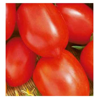 rajče denár
