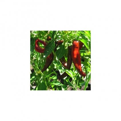 Anaheim - chilli papričky - semena mírně pálivých chilli papriček - 10 ks