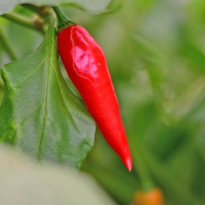 Bio Habanero Maya Red Chili Samen 01