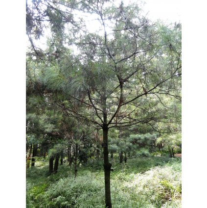 Pinus armandii Kunming Botanical Garden DSC02734