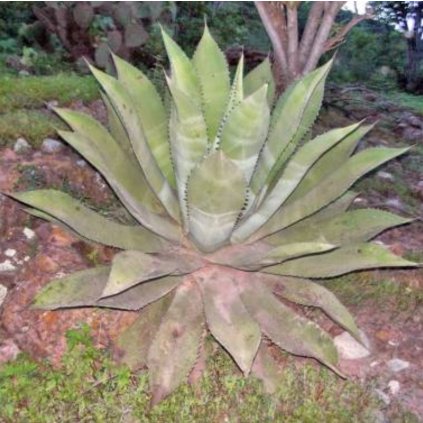 SCAPOSA