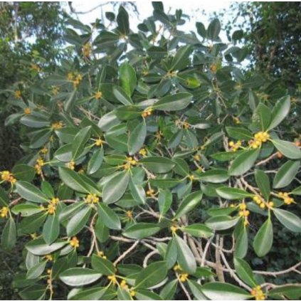 obliqua