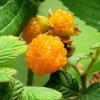 RUBUS ELLIPTICUS
