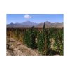 Merlík chilský - Quinoa, černá (Chenopodium Quinoa) semena - cca 20 ks