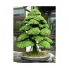 CEDR KRYPTOMÉRIE JAPONSKÁ (CRYPTOMERIA JAPONICA) SEMENA CEDRU - 20 KS