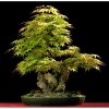 JAVOR DLANITOLISTÝ (ACER PALMATUM) SEMENA JAVORU - 10 KS