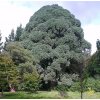 Montezuma Pine at Sheffield Park