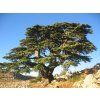 1024px Cèdre du Liban Barouk 2005