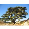 1024px Cèdre du Liban Barouk 2005