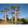 BAOBAB AFRICKÝ PRSTNATÝ (ADANSONIA DIGITATA) SEMENA BAOBABU - 3 KS