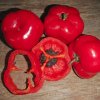 capsicum pubescens 380x760