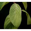 Cornus alba 03 ies