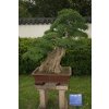 Fraxinus hupehensis penjing