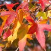 liquidambar styraciflua 380x760