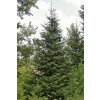 abies balsamea 380x760