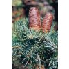 abies concolor glauca 380x760