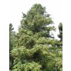 Cunninghamia lanceolata5