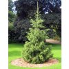 Picea smithiana, RBGE 2008