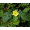 KOTVIČNÍK ZEMNÍ (TRIBULUS TERRESTRIS) SEMENA KOTVIČNÍKU - 7 ks