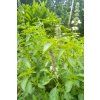 ocimum x africanum 380x760