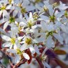 amelanchier canadensis 380x760