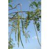 moringa oleifera 2 380x760