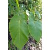 piper auritum 380x760