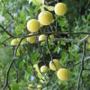 citrus trifoliata