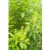 ocimum tenuiflorum 380x760