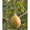 Bael (Aegle marmelos) fruit at Narendrapur W IMG 4099