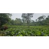 8374 sukohadi black tea premium 100 g
