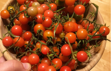 Jak množíme rajčata a papriky?