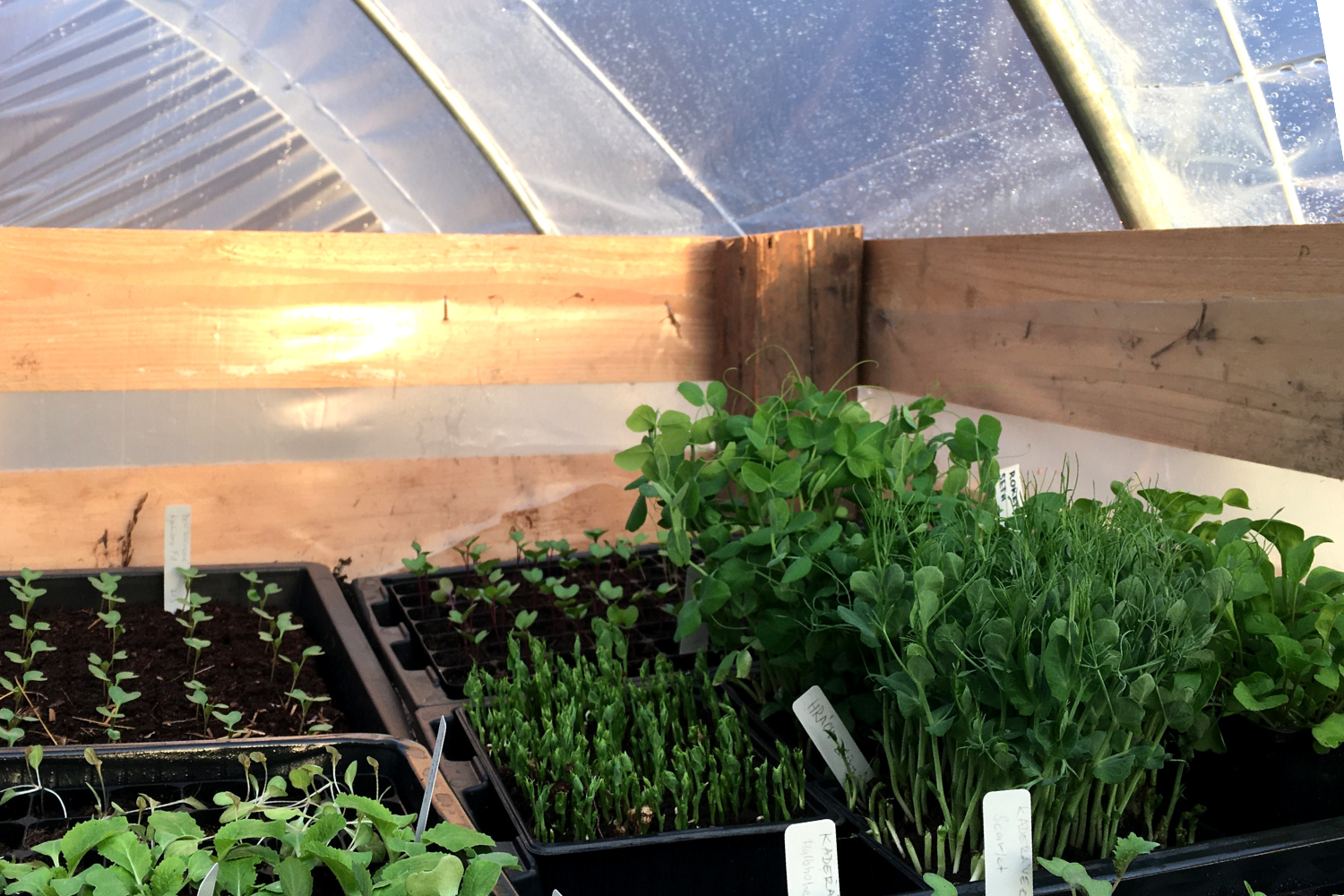 5 super ranných zelenin, které lze vysít již v zimě