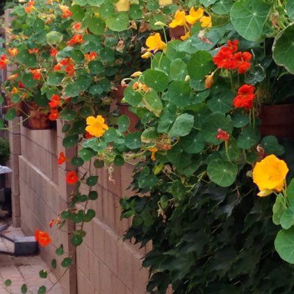 Lichořeřišnice pnoucí Grande směs