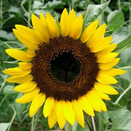 Slunečnice roční Obrovská