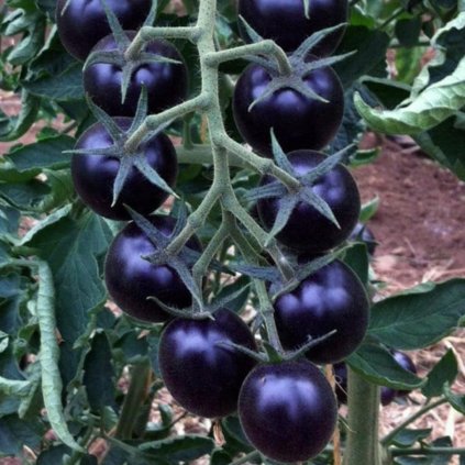 Rajče tyčkové Blackball