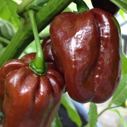 Paprika Habanero Chocolate