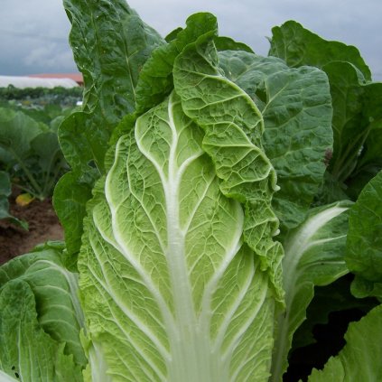 zeli pekingske hilton brassica pekinensis semena 100 ks