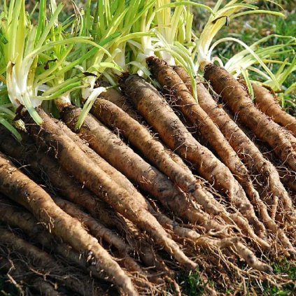 Černý kořen Hoffmann hadí mord španělský BIO