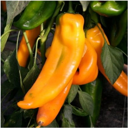 corno jaune 3 medium