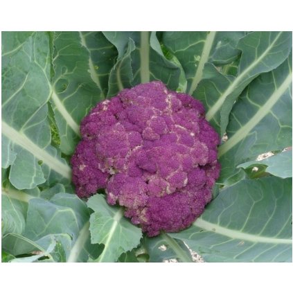 violet de sicile bio medium