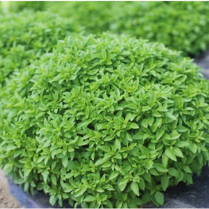 bazalka do květináčů