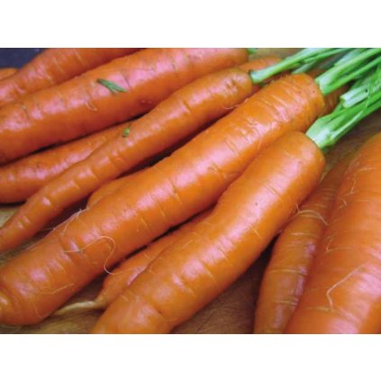 mrkev stupická k rychlení