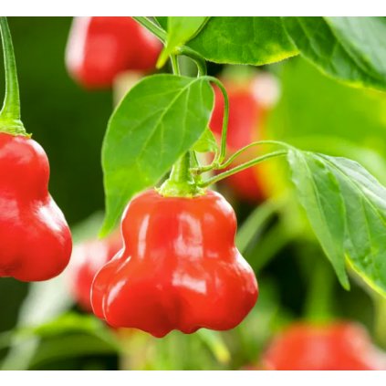 paprika okrasný zvonek