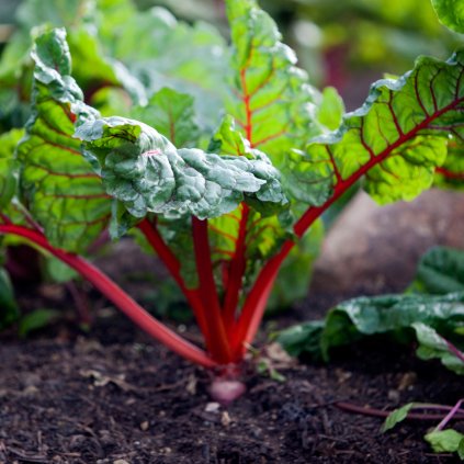 mangold rhubarb chard