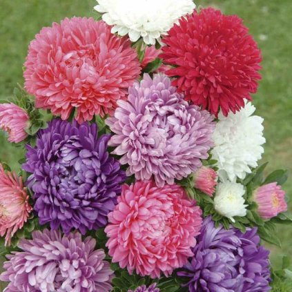 Astra čínská PIVOINE SMĚS