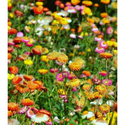 slaměnka BUNTER BIKINI směs