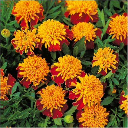 Aksamitník Tiger Eyes